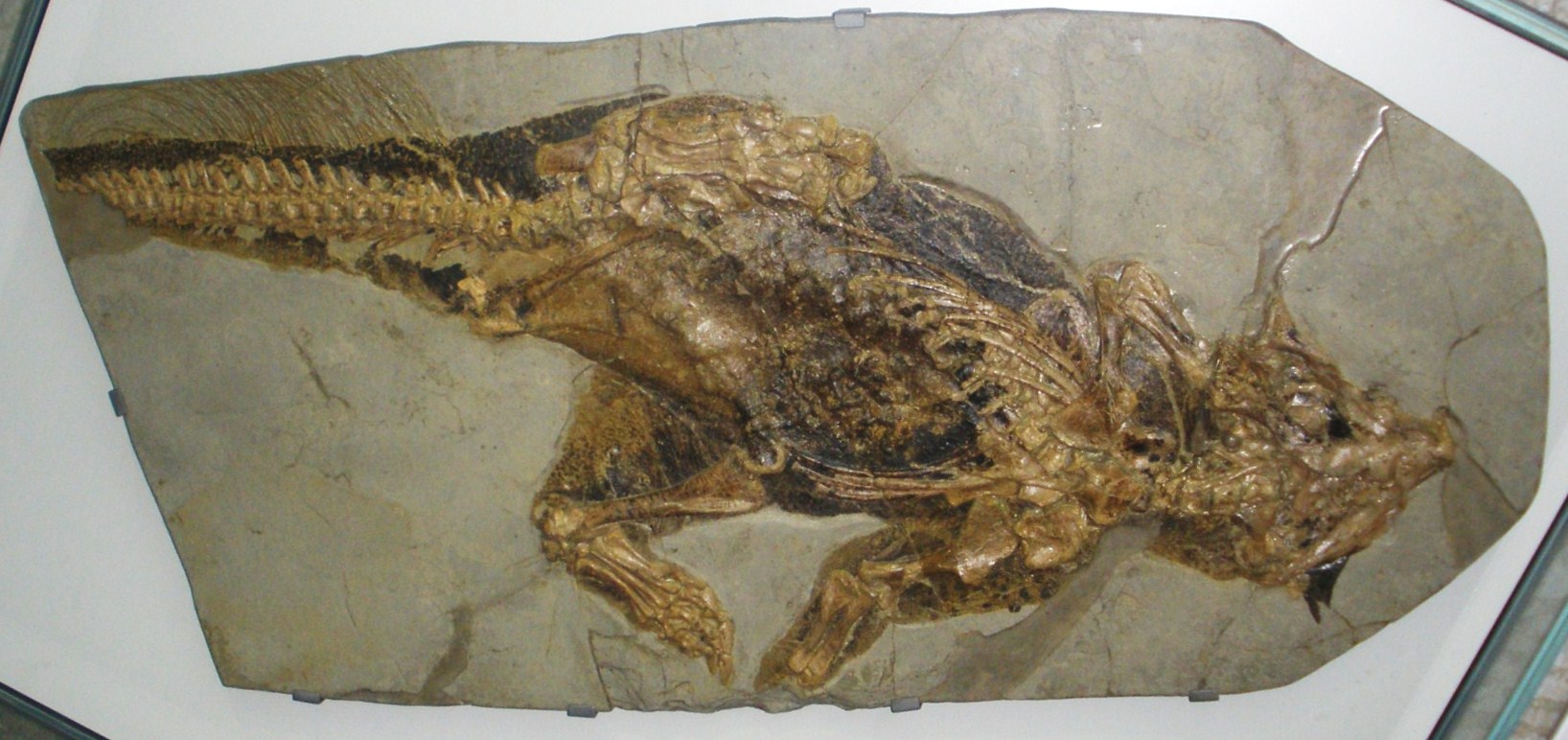 Schelete de dinozauri descoperite in Siberia